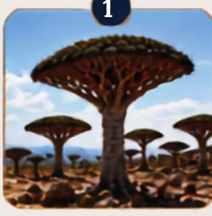 Dragon blood trees in the forests of Socotra
