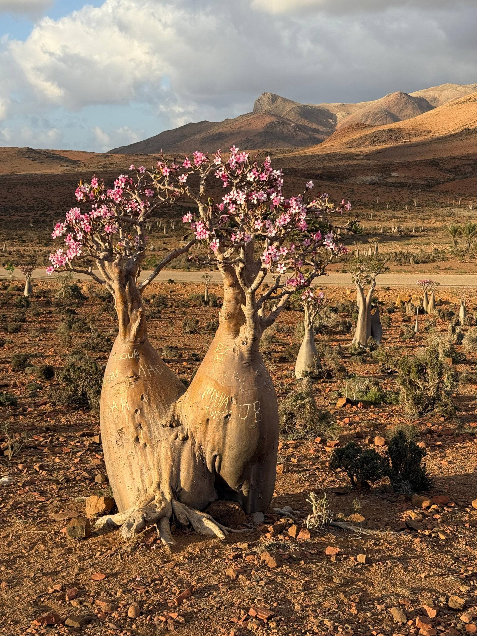 Dixam Plateau — panoramic landscapes, deep canyons and Dragon Blood Tree forests